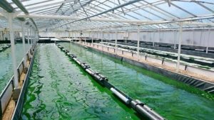 Spiruline bassin