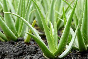 Bienfaits Aloe Vera