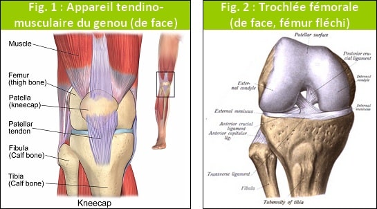 Mal au genou quand je cours : anatomie 