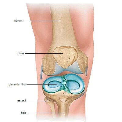 Diagnostic différentiel, lésion méniscale et douleur, menisque fracture que faire, corne, imagerie médicale, seau, fissure genoux que faire, menisque fele que faire, examens, pathologie