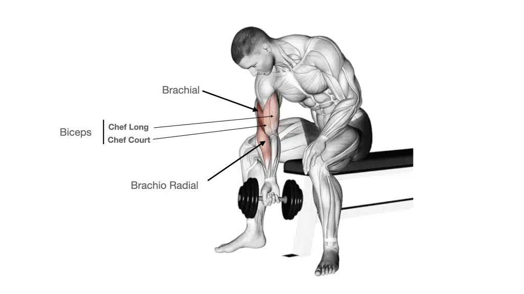 Meilleurs exercices sans coach pour le Curl biceps sans banc incliné et avec prise pronation