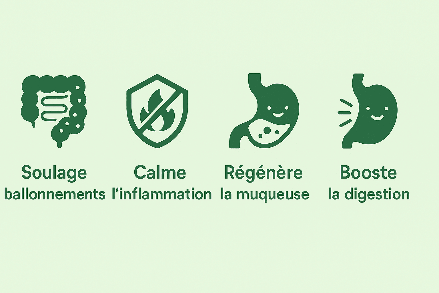 Bienfaits digestion champignons adaptogènes