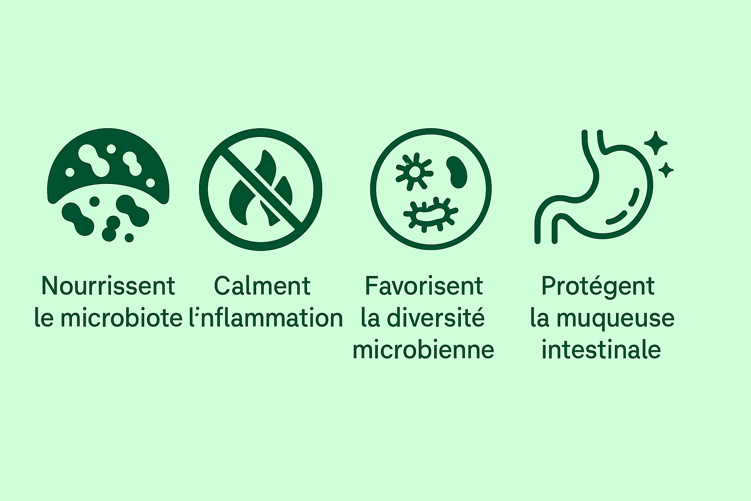 Digestion champignons adaptogènes
