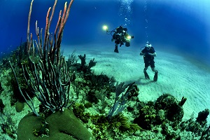 Que faire a Majorque ? Pour les adeptes de la plongée sous marine, c'est un petit paradis... © Pixabay